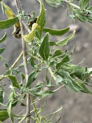 Petalidium aromaticum aromaticum