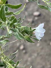 Petalidium aromaticum aromaticum