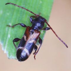 Phymatodes alni