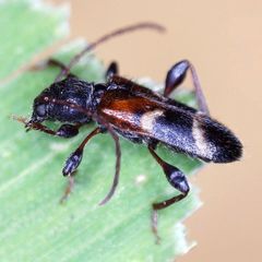 Phymatodes alni