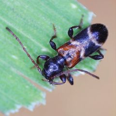 Phymatodes alni