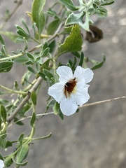 Petalidium aromaticum aromaticum