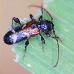 Phymatodes alni