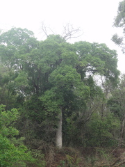 Adansonia madagascariensis
