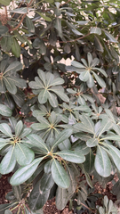 Pittosporum tobira