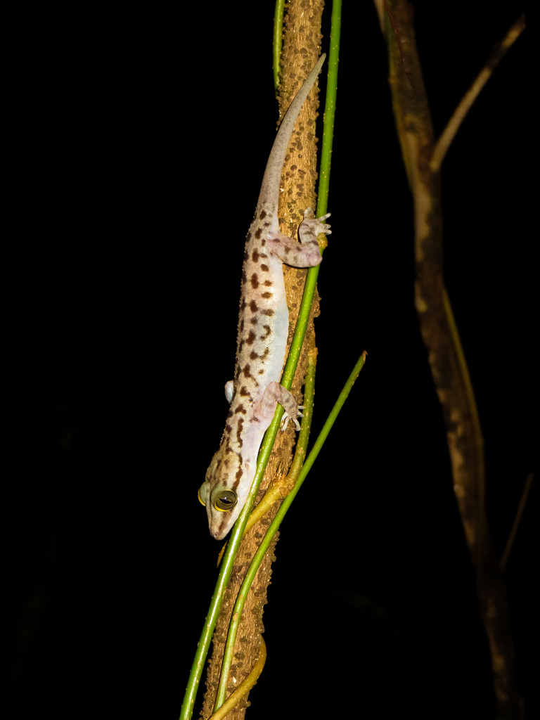 Miri Bent-Toed Gecko