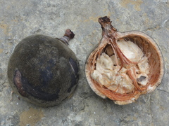 Adansonia madagascariensis