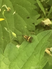 Nemophora degeerella