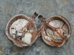 Adansonia madagascariensis