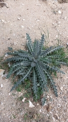Cirsium occidentale