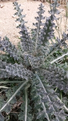 Cirsium occidentale