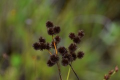 Juncus megacephalus