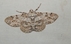 Ascotis reciprocaria