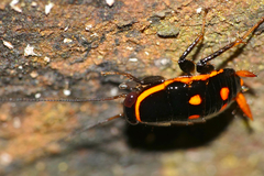 Sundablatta pulcherrima