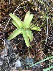 Pinguicula alpina