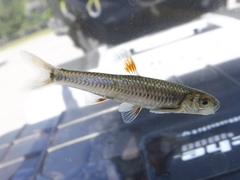 Notropis spectrunculus