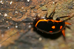 Sundablatta pulcherrima