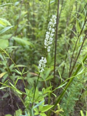 Polygala verticillata