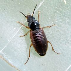 Stenolophus mixtus