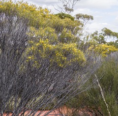Acacia inceana