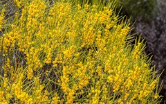 Acacia inceana