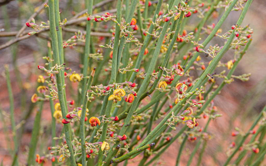 Dryland Bitter-pea