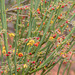 Dryland Bitter-Pea - Photo (c) vr_vr, some rights reserved (CC BY-NC)