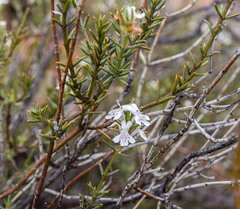 Westringia rigida