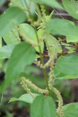 Boehmeria cylindrica image