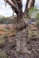 Eucalyptus yilgarnensis