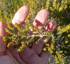 Erica calcicola