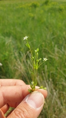 Stellaria alsine