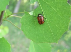 Cryptocephalus octopunctatus