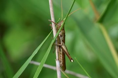 Schistocerca alutacea