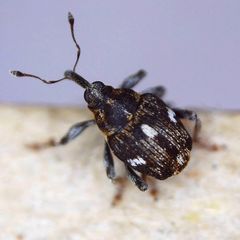 Mogulones asperifoliarum