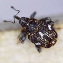 Mogulones asperifoliarum