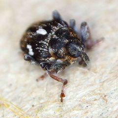 Mogulones asperifoliarum