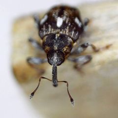 Mogulones asperifoliarum