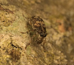 Litocerus