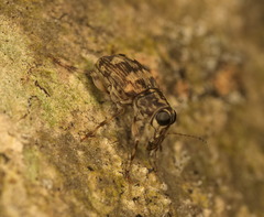 Litocerus