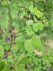 Bauhinia pauletia