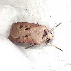 Agrotis exclamationis