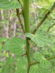 Bauhinia pauletia