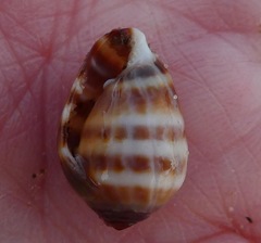 Melampus olivaceus