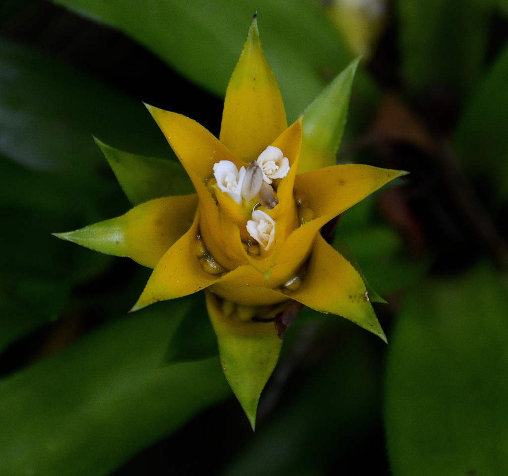 Nidularium billbergioides — an easy houseplant, prefers partial sun light