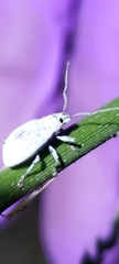 Cyphicerini