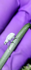 Cyphicerini