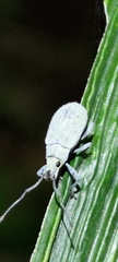 Cyphicerini