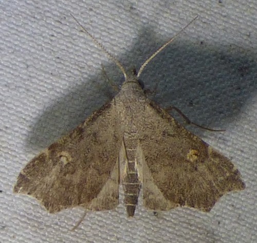 Pygmy Redectis Moth photo 4