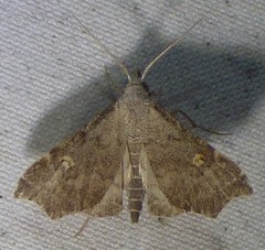 Redectis pygmaea